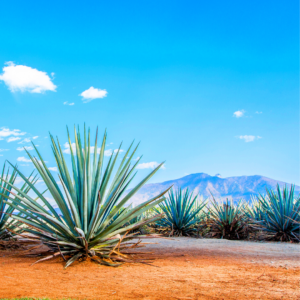 ENCOUNTER WITH TEQUILA